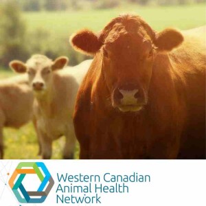 WeCAHN Cattle Health Update: Beef cow-calf vaccination planning and decision tools
