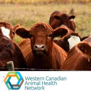 WeCAHN Cattle Health Update: Foreign Animal Disease Planning and Prevention for Cattle