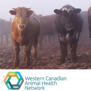 WeCAHN Cattle Health Update: Regional Respiratory Disease Research on BRSV and Bovine Coronavirus