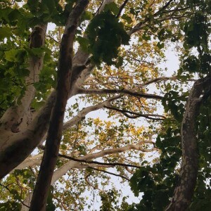 Tri akorda