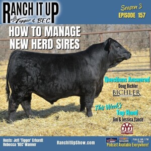How To Manage Your New Herd Sire