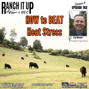 How To Beat The Heat Stress In Cattle