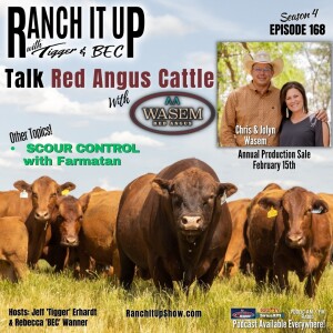 This Is How To Eliminate Scours & Red Angus Cattle