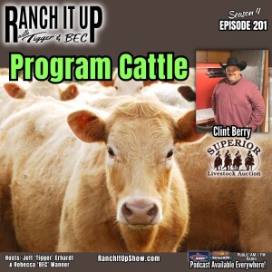 Are Program Cattle Bringing A Premium