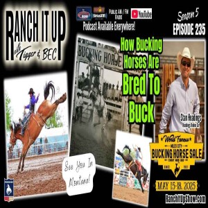 How Bucking Horses Are Bred To Buck