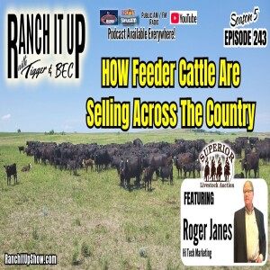 Video Sales: How Are Feeder Cattle Selling Across The Country
