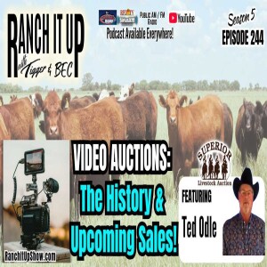 Video Auctions: The History & Upcoming Sales