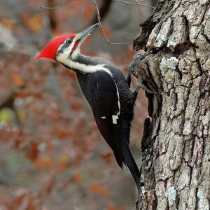 Is That Really In The Bible? 5-The Woodpecker. By David Freeman