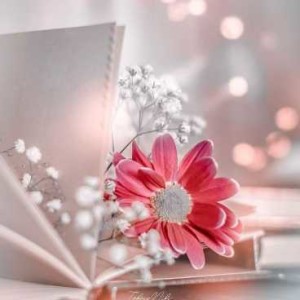 Amor. Sandra Rede