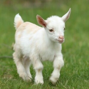 A White Sport Coat or A White Young Goat