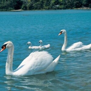 Whitecaps on Lake Gibson