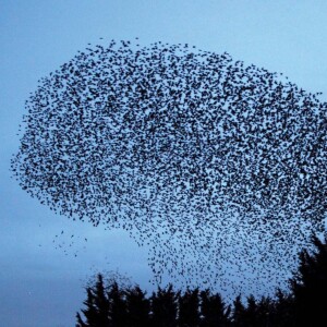 Shakespeare and Starlings in America