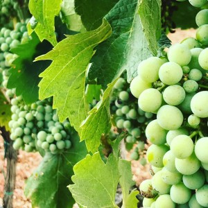 Apulian white wines