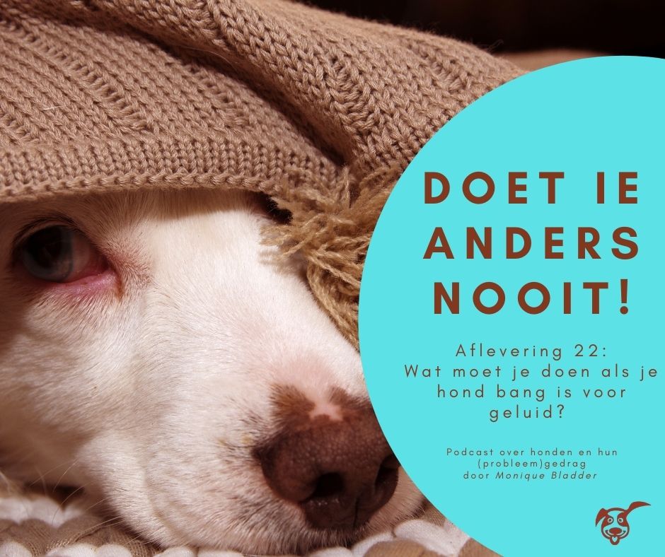 Ep.22: Wat moet je doen als je hond bang is voor geluid?