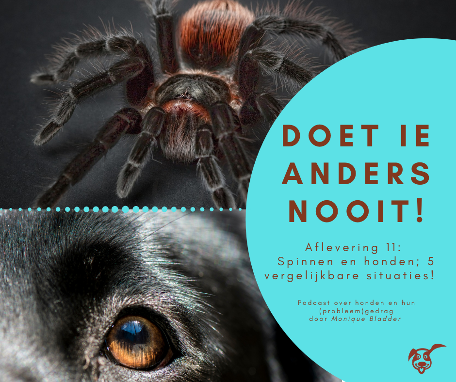 Ep.11: Spinnen en honden: 5 soortgelijke situaties