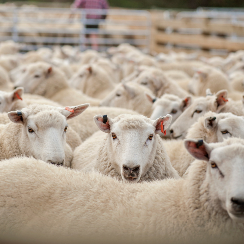 Better sheep breeding: buying the right rams for your flock with Annie O’Connell, Beef + Lamb New Zealand Genetics