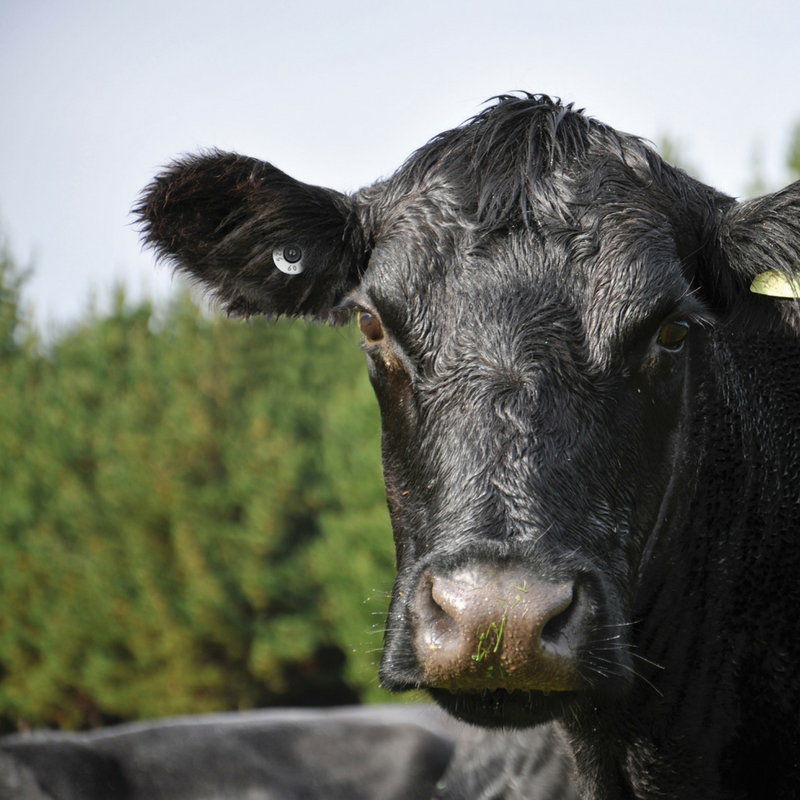 Eradicating Mycoplasma bovis – how to keep your farm free from the disease