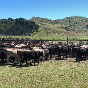 Better Beef Breeding: buying bulls that perform