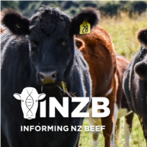 Better Beef Breeding: the Informing New Zealand Beef Programme