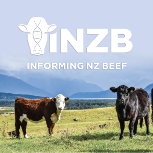 Breeding success: Inside the Informing New Zealand Beef commercial herds initiative