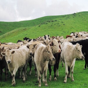 Better Beef Systems, with Bob Thomson, Ben Trotter and Matt Tayler