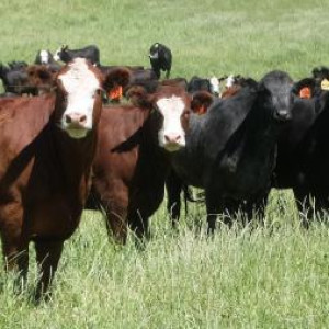 Important Mycoplasma bovis update for farmers: National Beef Survey