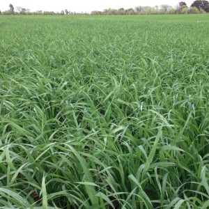 Update on research into Catch Crops, which may reduce N leaching after winter crops