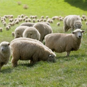 Peter Young: More profit from sheep