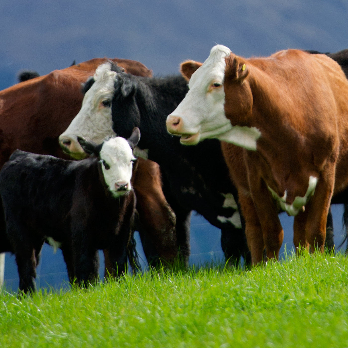 Craig Hickson and Mike Petersen: The New Zealand Red Meat Industry