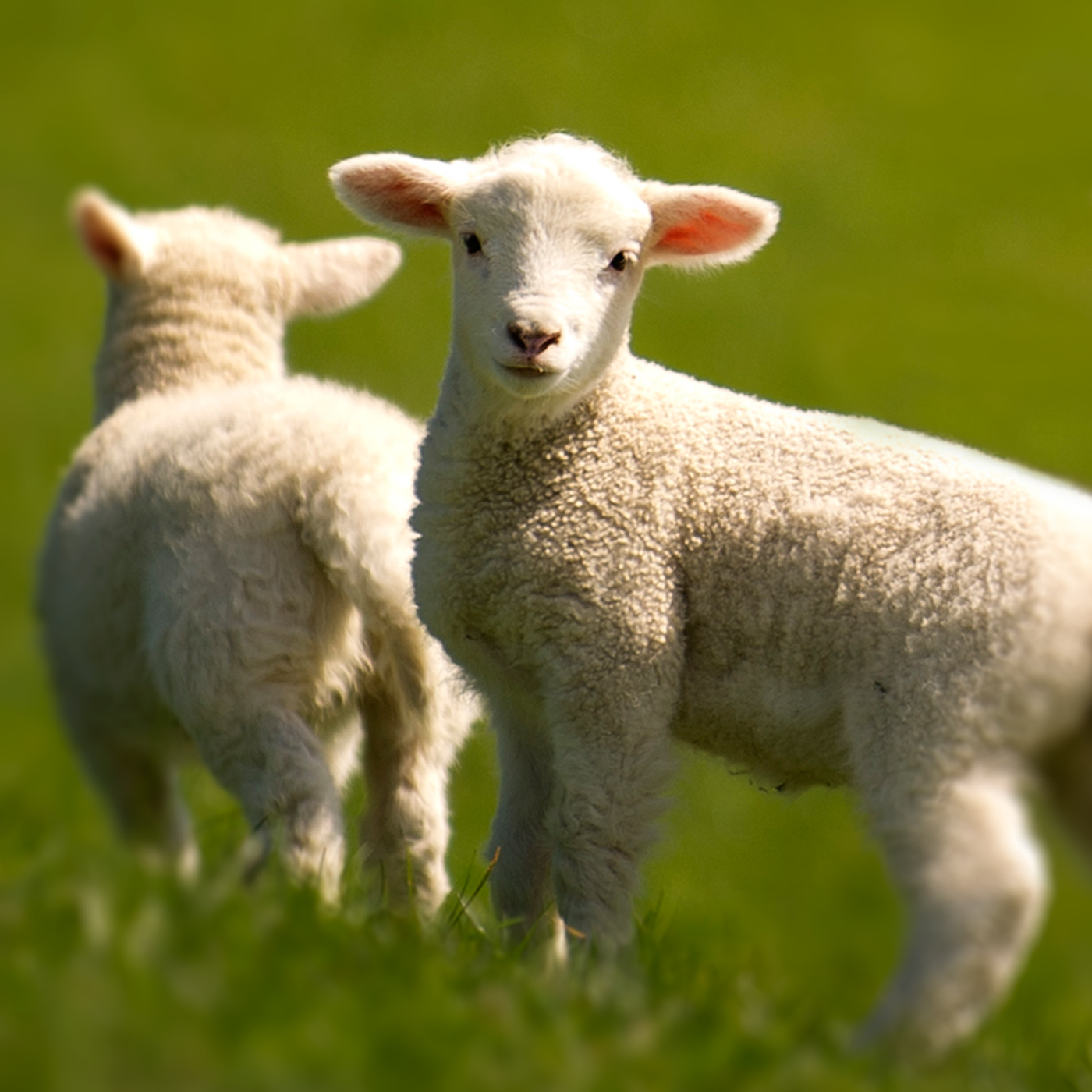 Lynley Wyeth: Saving and rearing new-born lambs