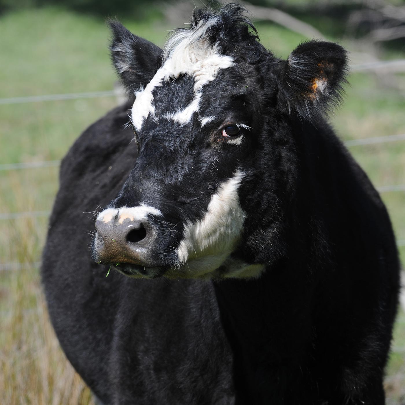 Bob Thomson: Beef farming - the secrets to success