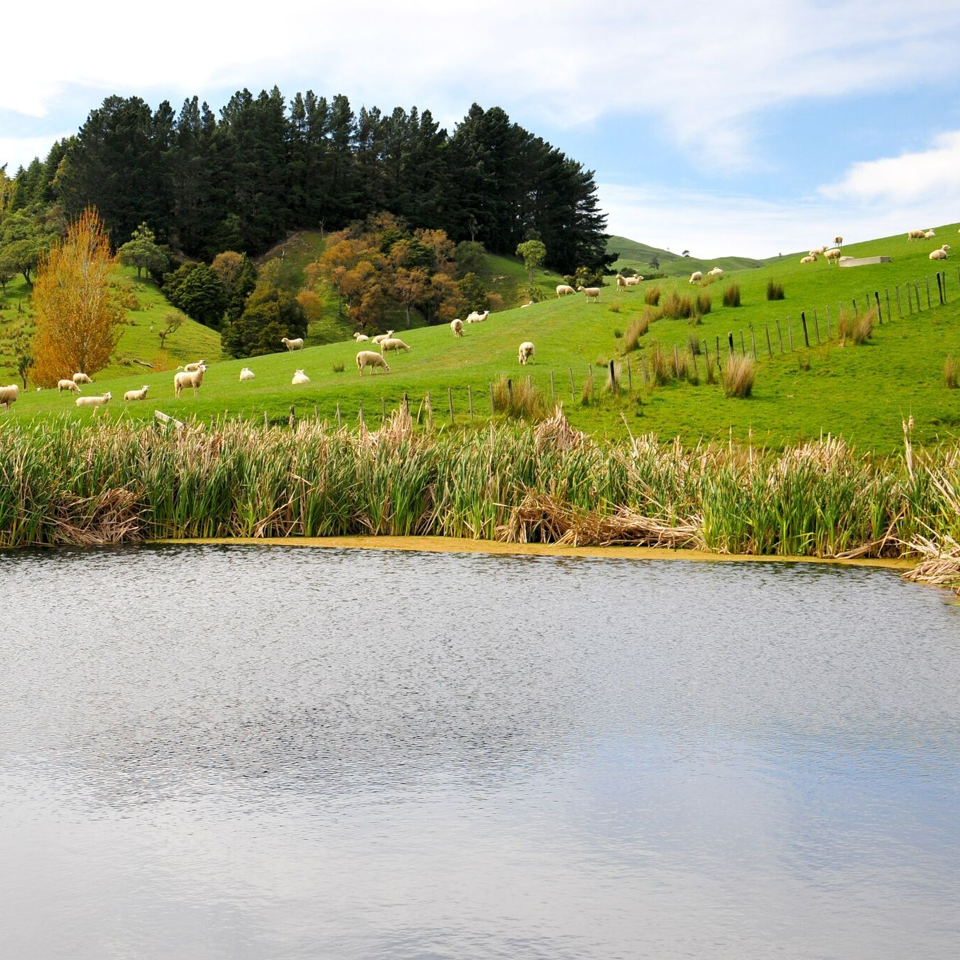 Scene + Herd: Podcasts from Beef + Lamb New Zealand