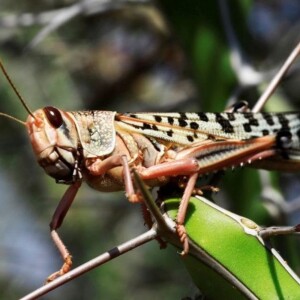 LOCUST