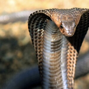 Covid Spread through Water - King Cobra venom