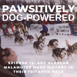AKC Alaskan Malamutes Make History in Their Iditarod Race with Nancy Russell