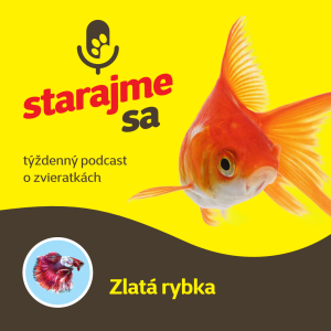 Akvaristika: Zlatá rybka