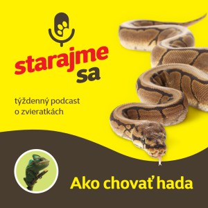 Teraristika: Ako chovať hada