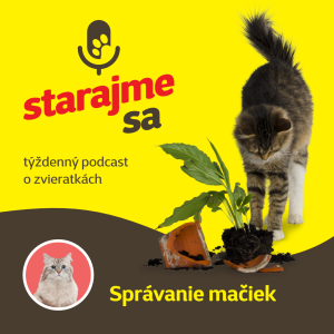 Mačky: Správanie mačiek