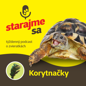 Teraristika: Korytnačky