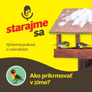 Vtáky : Ako prikrmovať v zime?