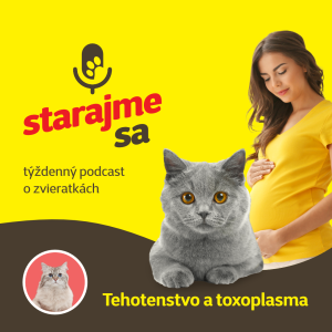 Mačky: Tehotenstvo a toxoplasma