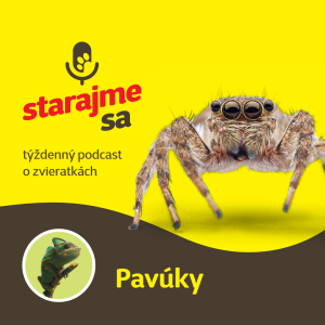 Teraristika: Pavúky