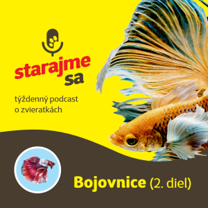 Akvaristika: Bojovnice 2.časť