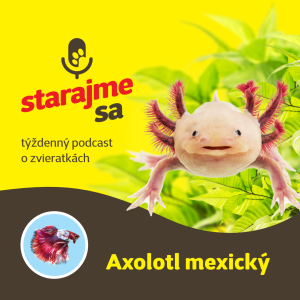 Akvaristika: Axolotl mexický