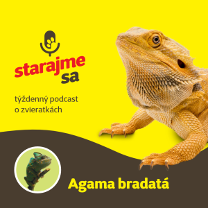 Teraristika: Agama bradatá