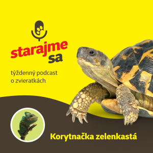 Teraristika: Korytnačka zelenkastá