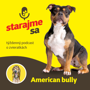 Psy: American bully