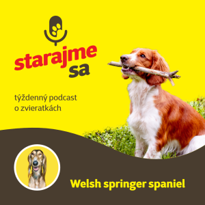 Psy: Welsh springer spaniel