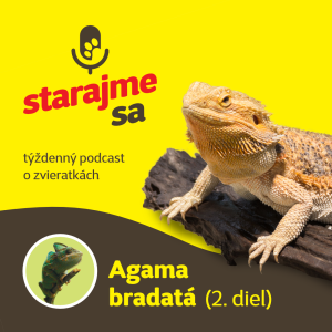 Teraristika: Agama bradatá - 2. časť