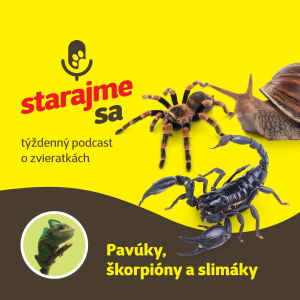 Teraristika: Pavúky, škorpióny a slimáky